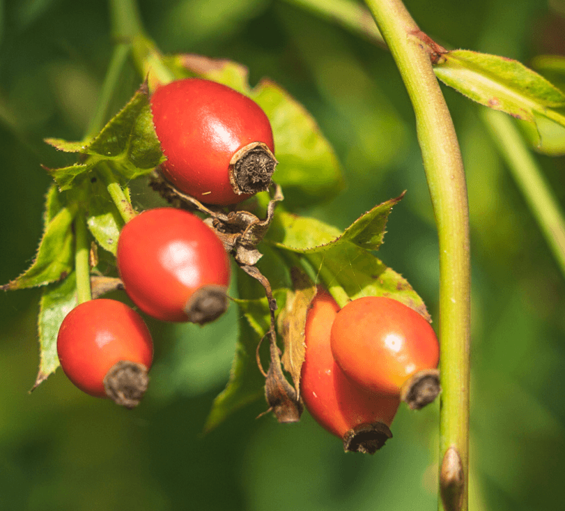 Nature's Alchemy — shower gel ingredients