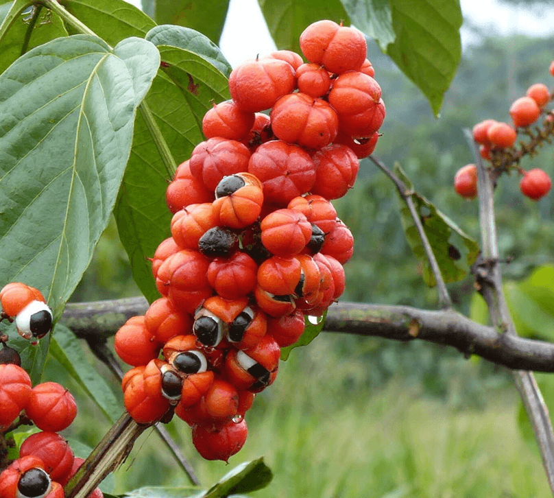 Nature's Alchemy — scalp serum ingredients